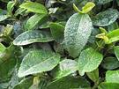 Té verde: contraindicaciones