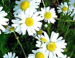 Flores de manzanilla
