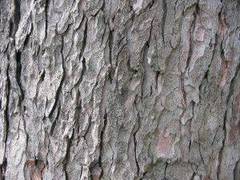 Tratamientos naturales para el calambre muscular en las piernas