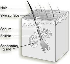 Estructura del folículo piloso