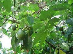 Propiedades de la hoja de aguacate o palta