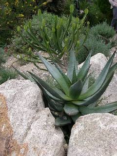 Planta Aloe Vera